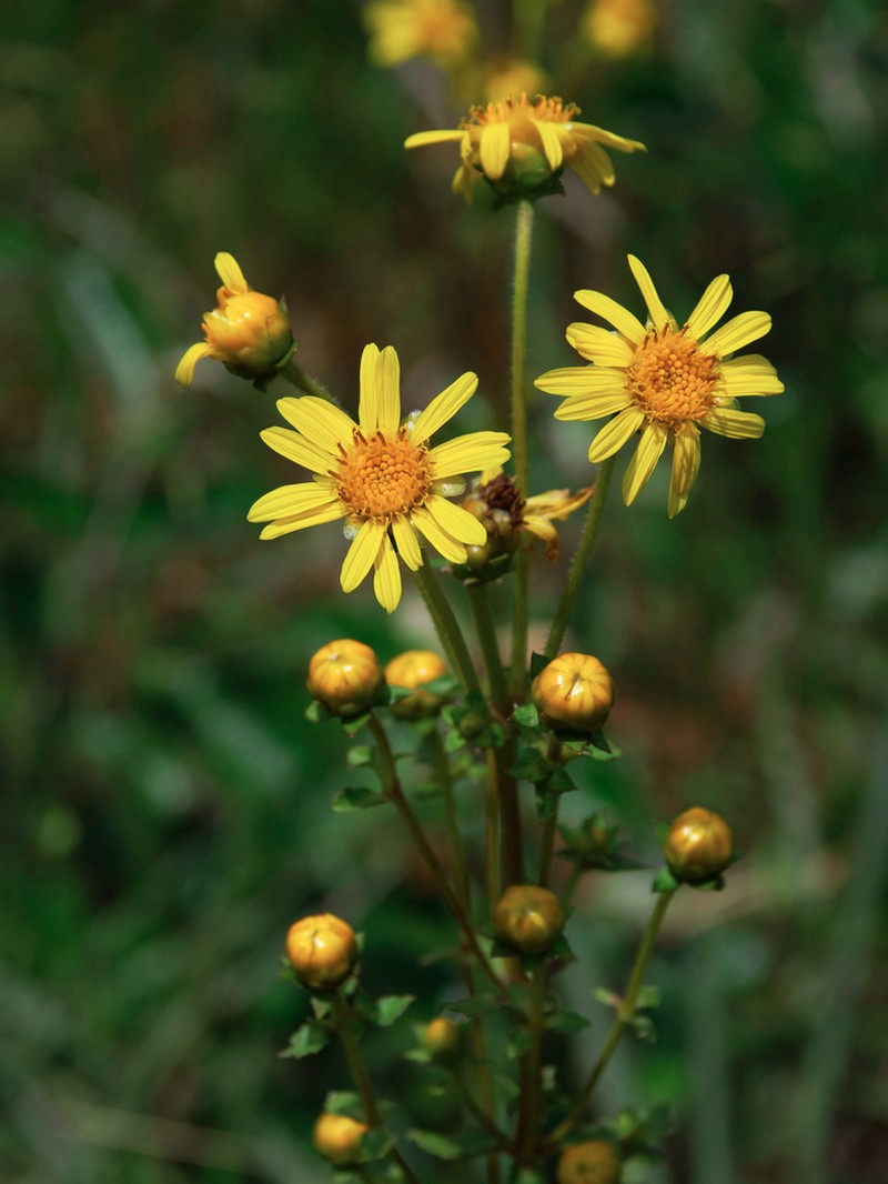Calea quadrifolia photo 6