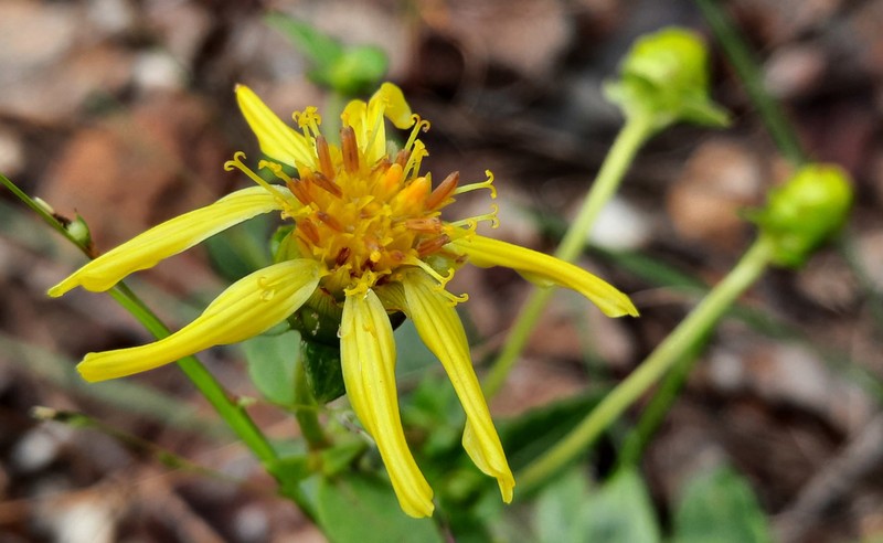 Calea quadrifolia photo 7