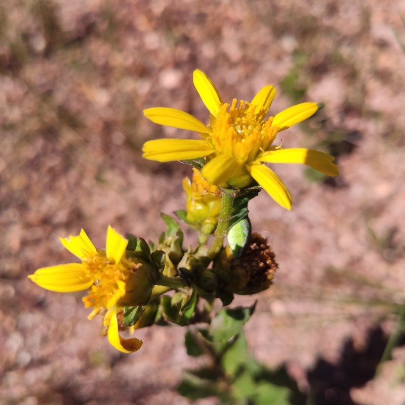 Calea quadrifolia photo 8