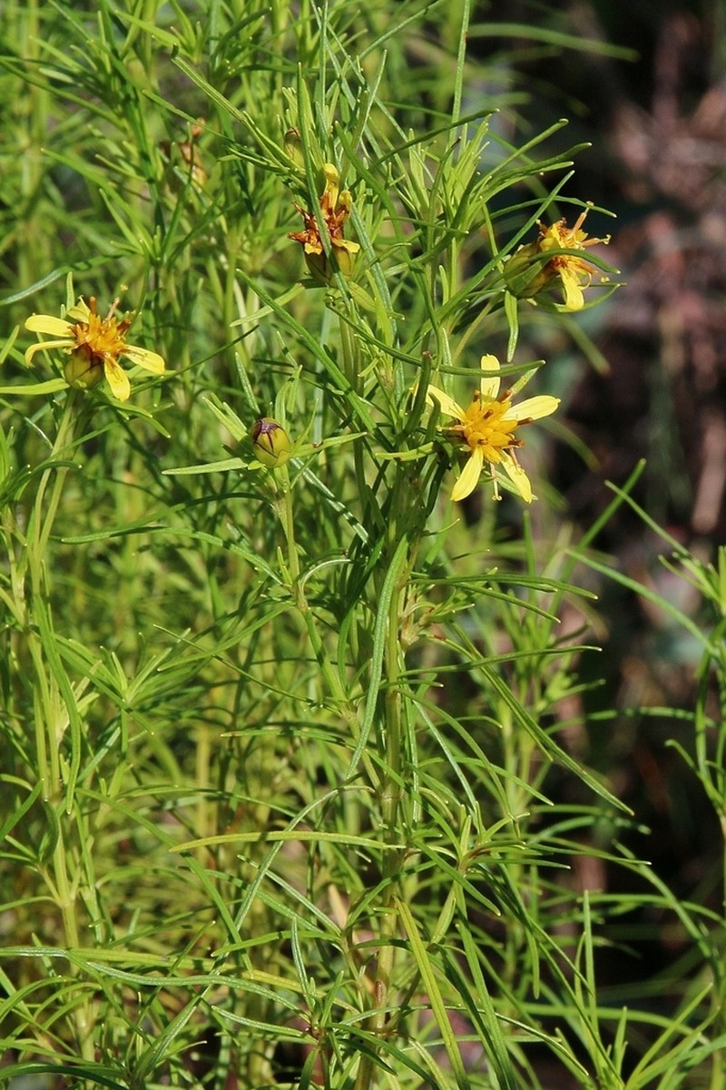 Calea ramosissima