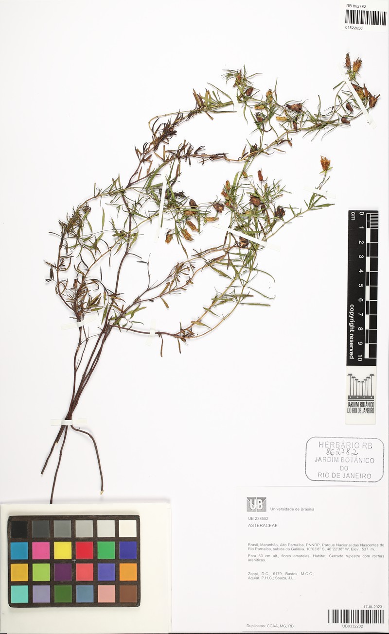 Calea ramosissima photo 2