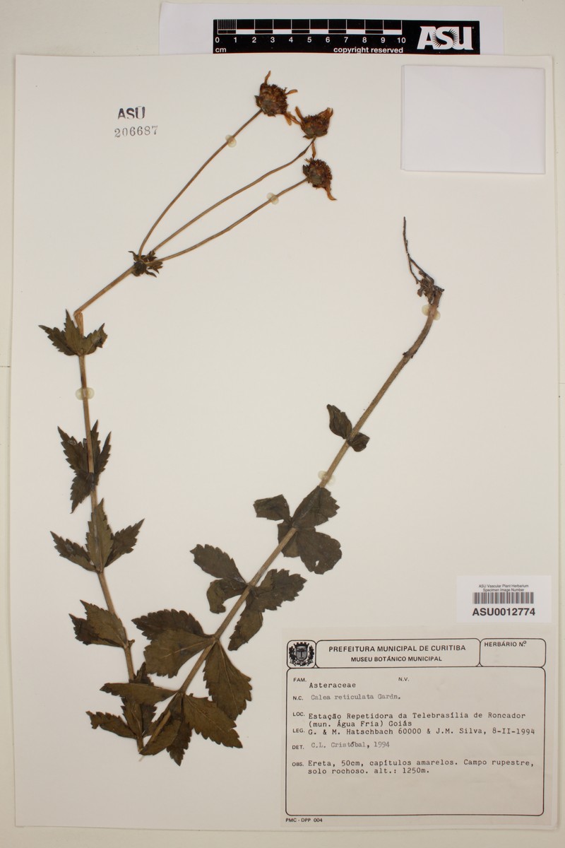 Calea reticulata