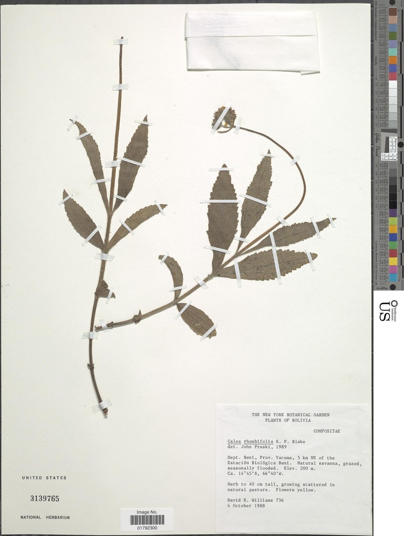 Calea reticulata photo 2