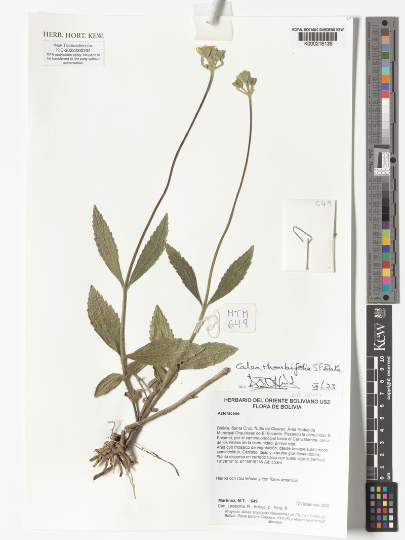 Calea rhombifolia