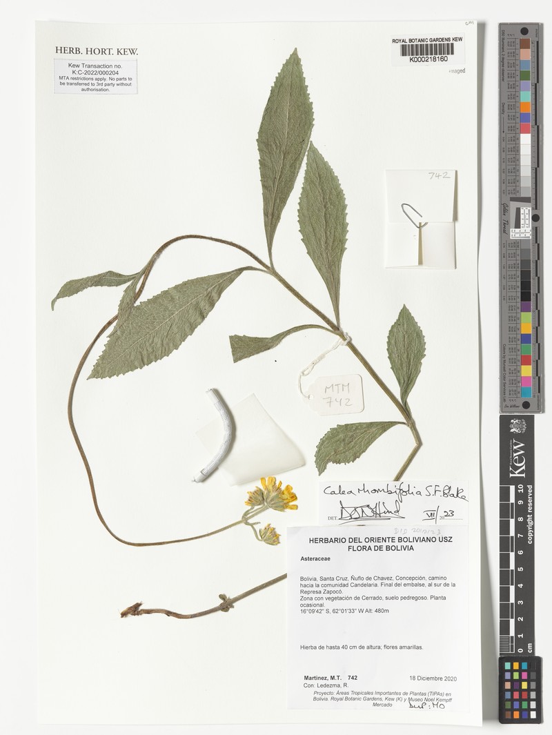 Calea rhombifolia photo 2