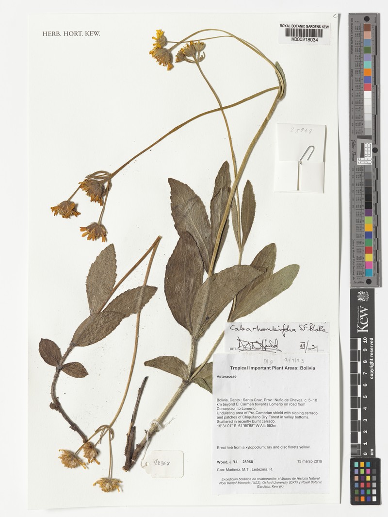 Calea rhombifolia photo 3