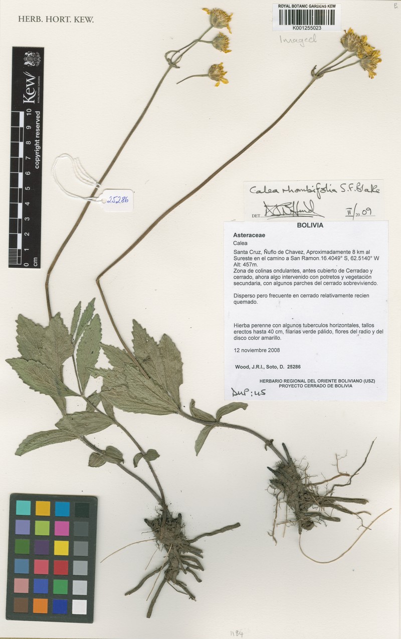 Calea rhombifolia photo 4