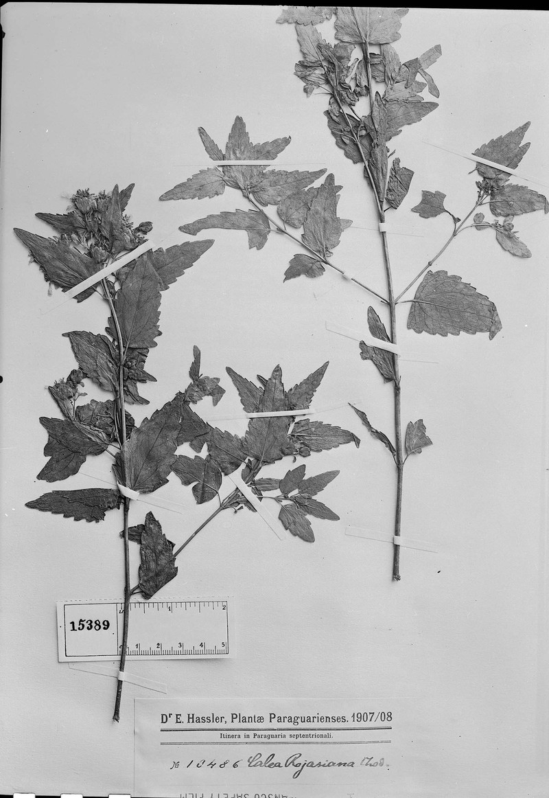 Calea rojasiana