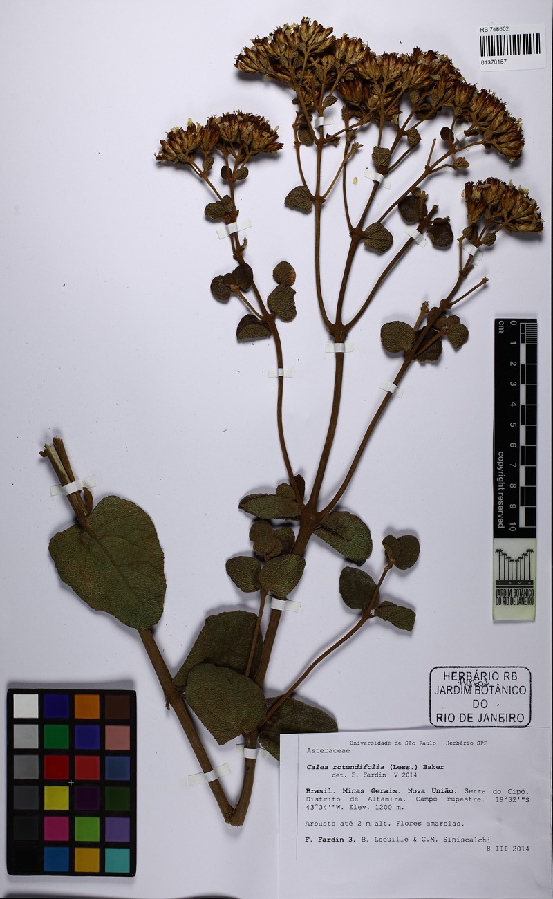 Calea rotundifolia photo 2