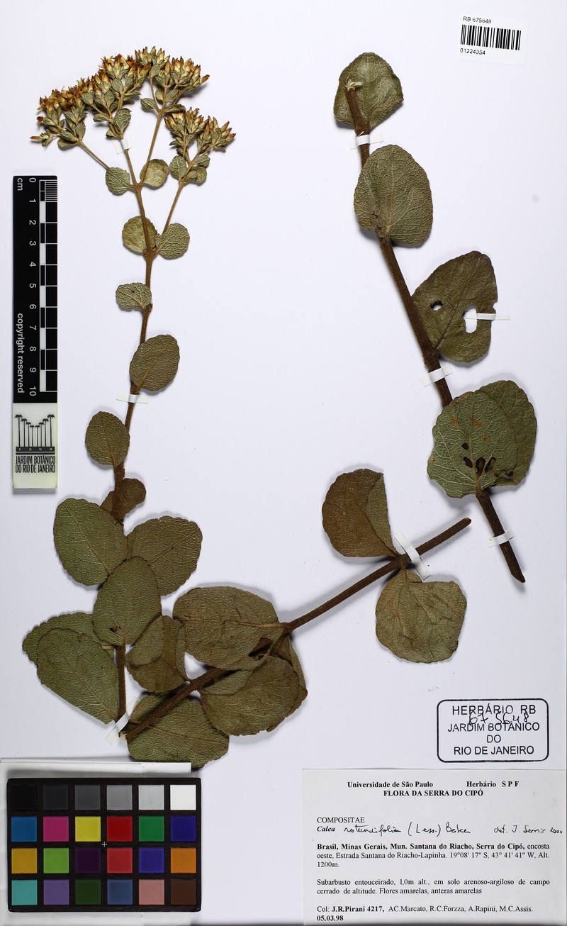 Calea rotundifolia photo 3