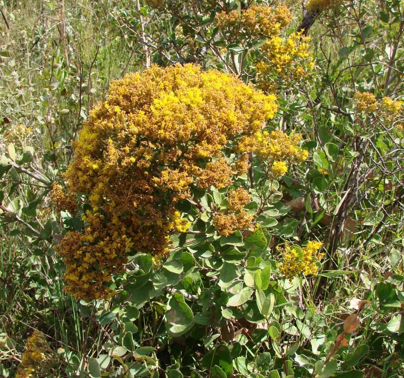 Calea rotundifolia
