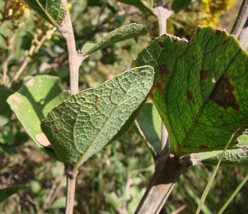 Calea rotundifolia photo 4