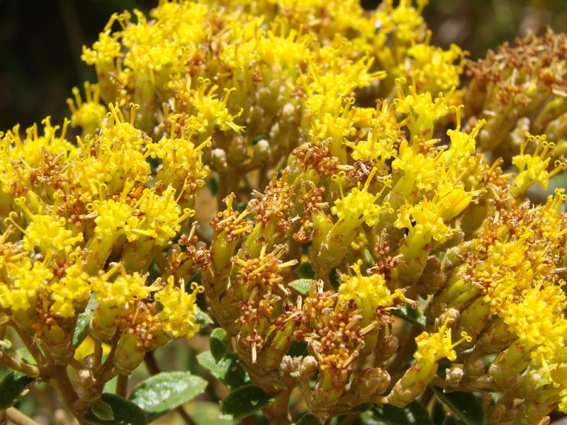 Calea rotundifolia photo 5