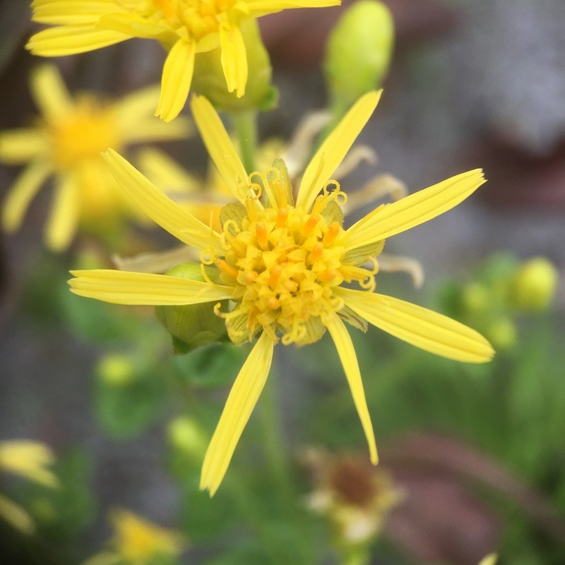 Calea semirii