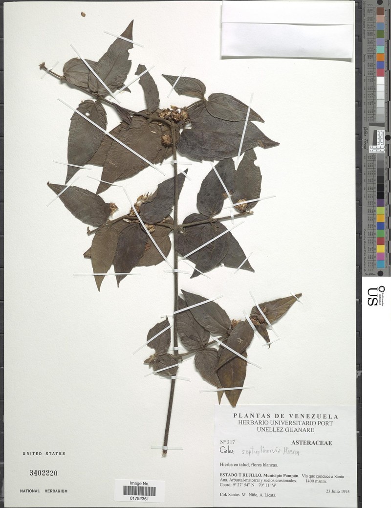 Calea septuplinervia