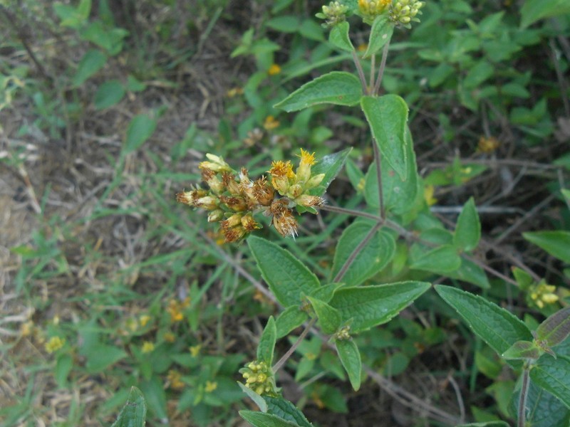 Calea sessiliflora