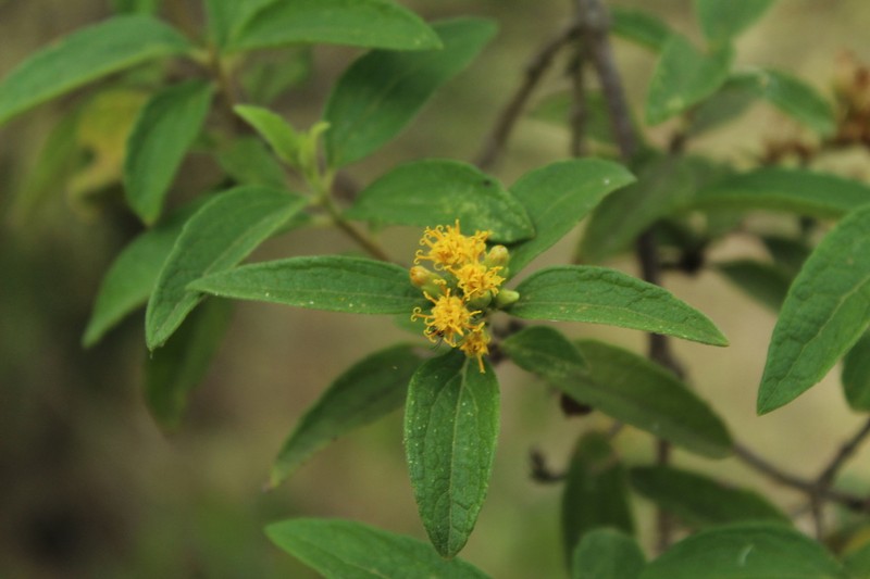 Calea sessiliflora photo 2