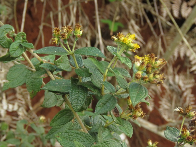 Calea sessiliflora photo 3