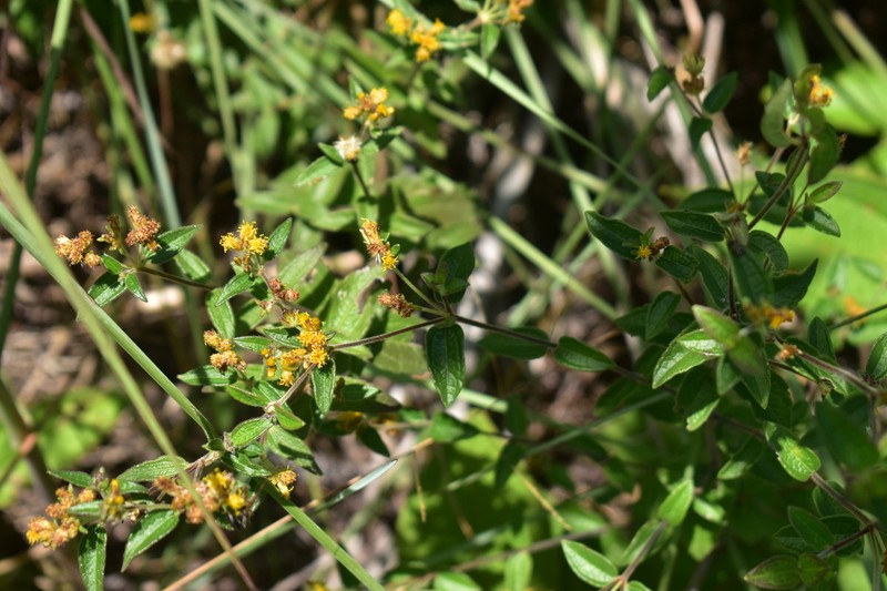 Calea sessiliflora photo 4