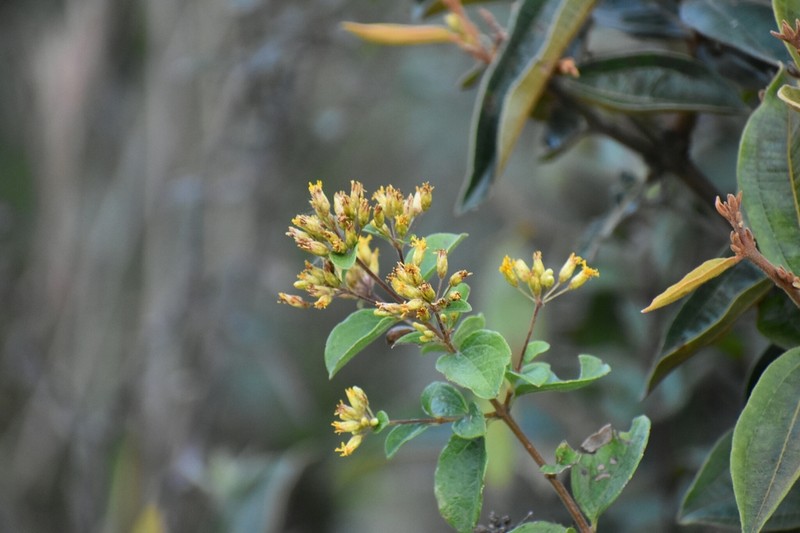 Calea sessiliflora photo 5