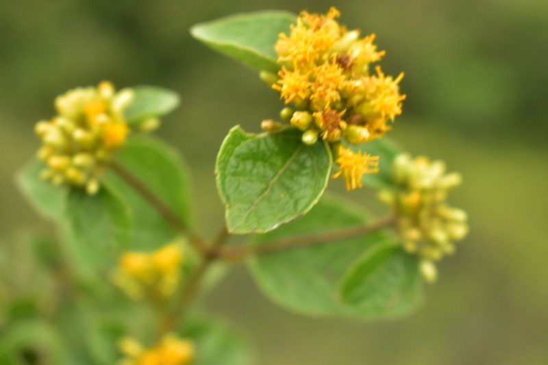 Calea sessiliflora photo 6