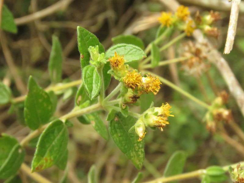 Calea sessiliflora photo 7