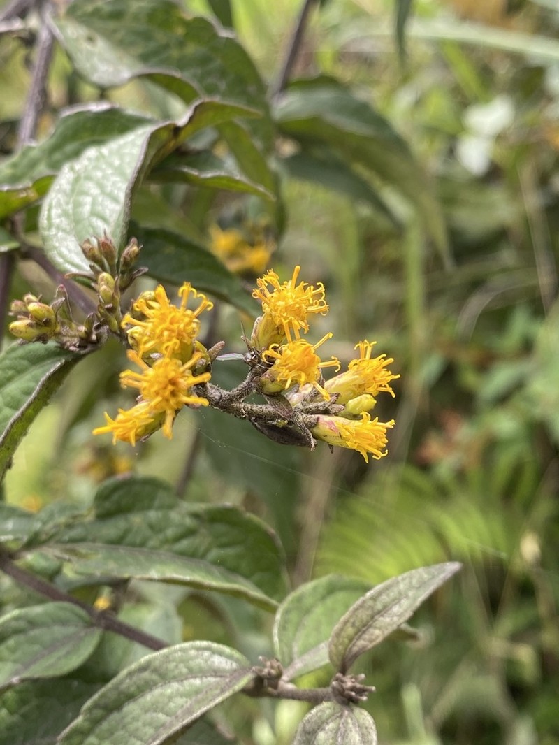 Calea sessiliflora photo 8