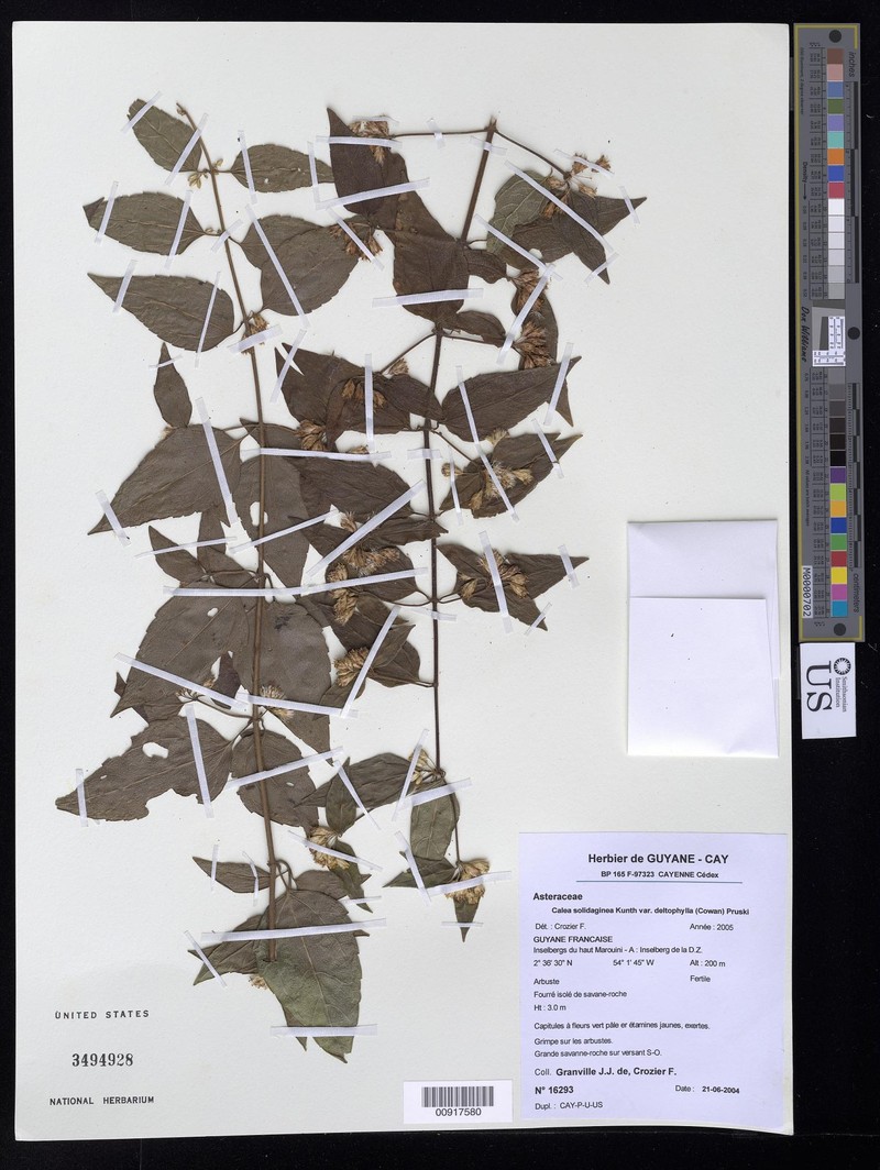 Calea solidaginea subsp. deltophylla photo 2