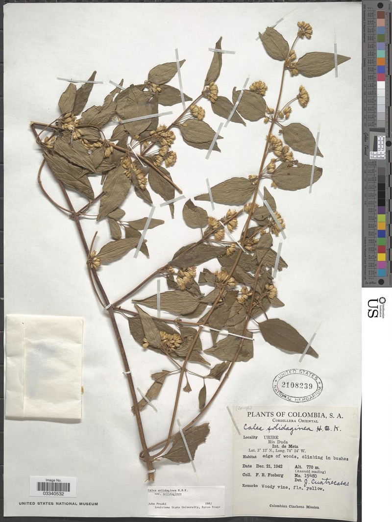 Calea solidaginea subsp. solidaginea
