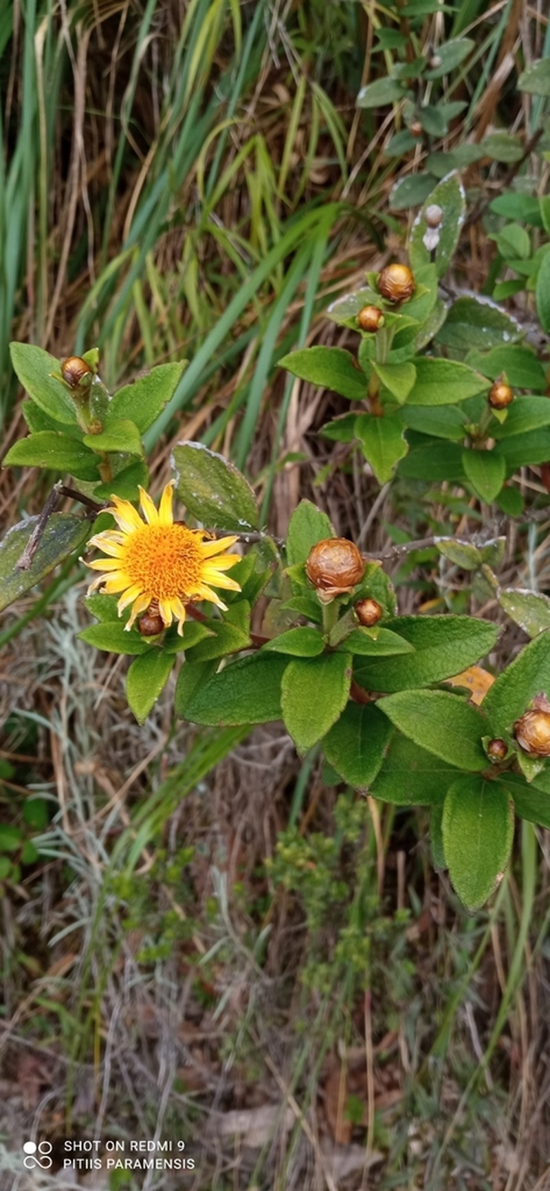 Calea subcordata