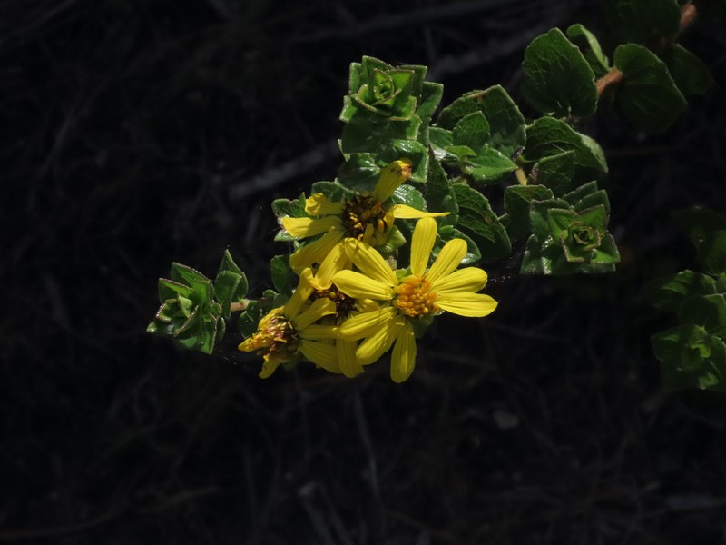 Calea subintegerrima photo 2