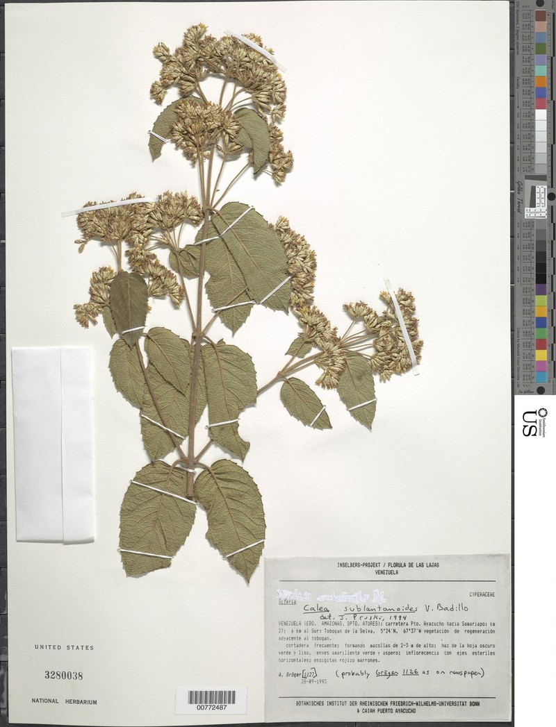 Calea sublantanoides