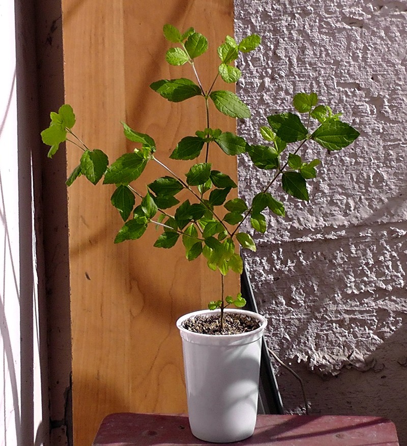 Calea ternifolia photo 2