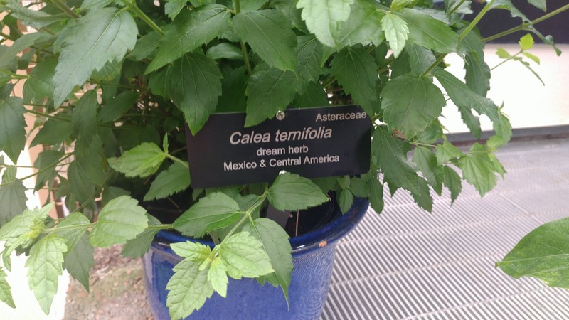 Calea ternifolia photo 3
