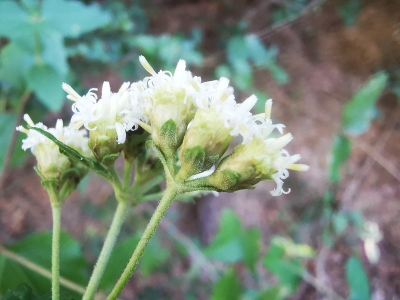 Calea ternifolia photo 4