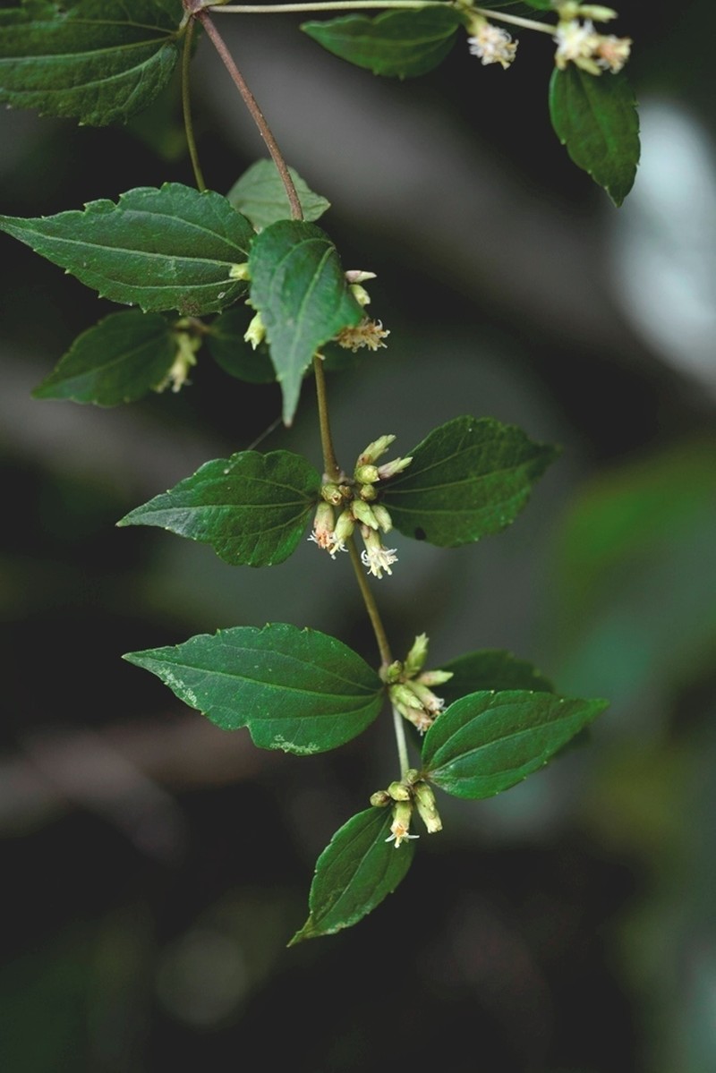 Calea ternifolia photo 5