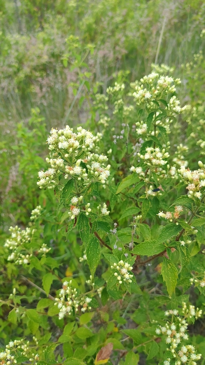 Calea ternifolia photo 6