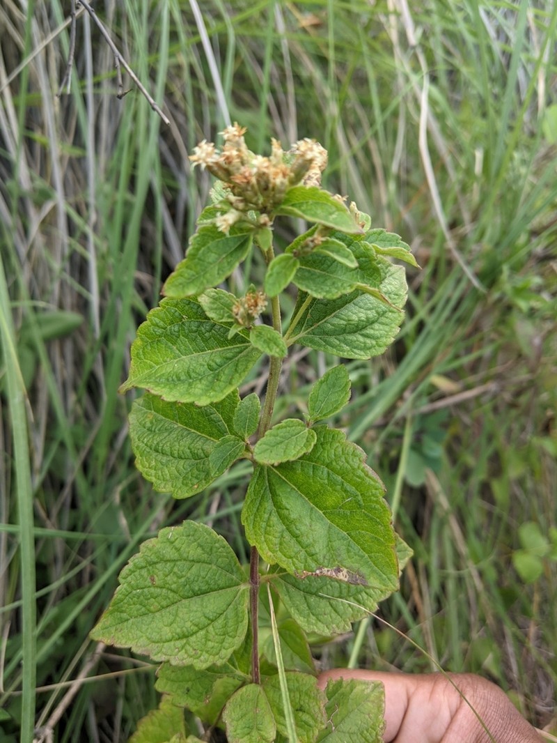 Calea ternifolia photo 7