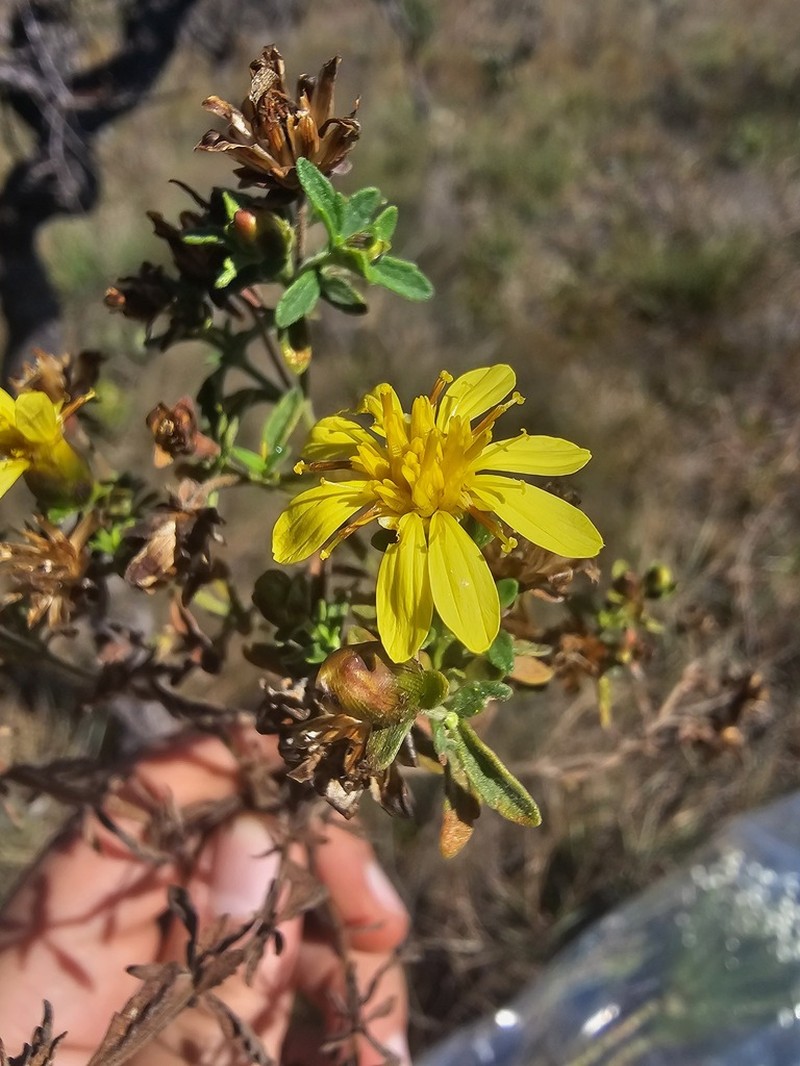 Calea teucriifolia photo 2