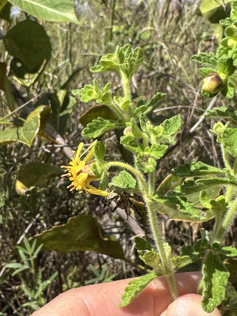 Calea teucriifolia photo 3