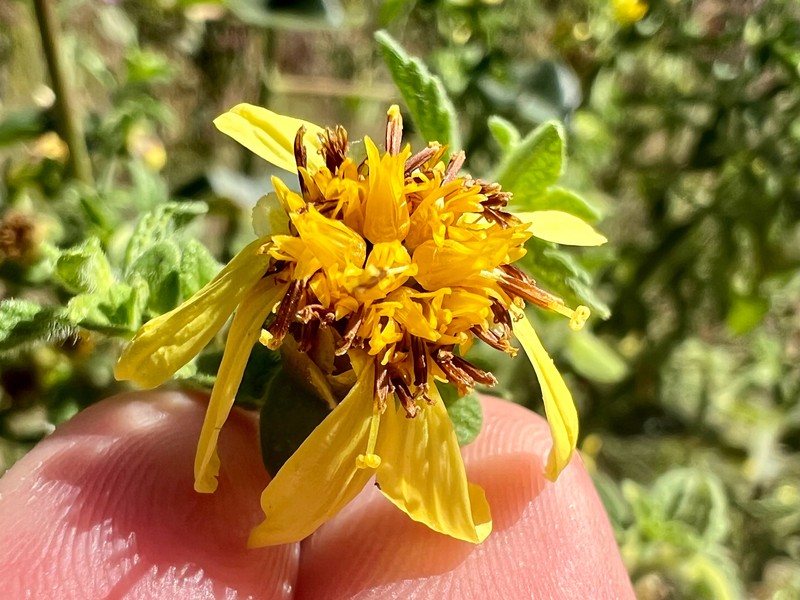 Calea teucriifolia photo 4