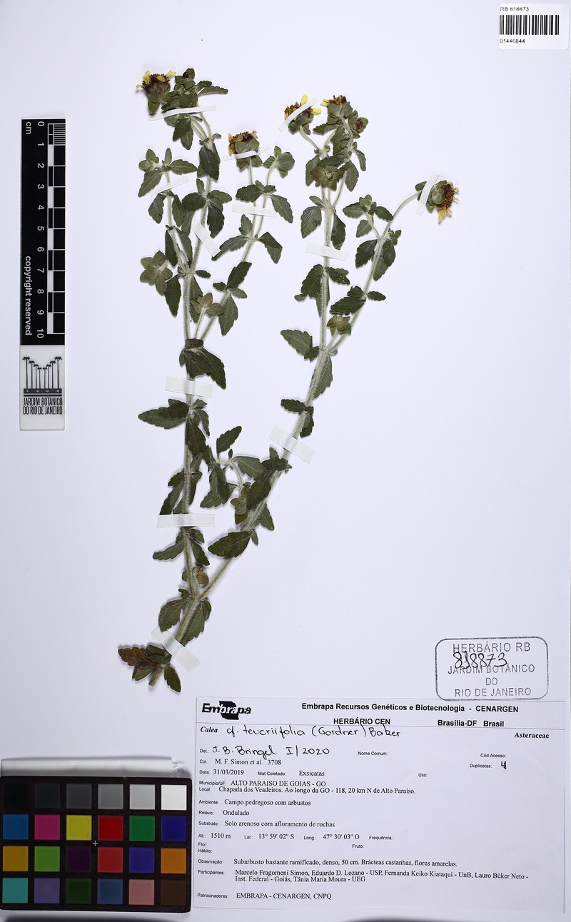 Calea teucriifolia photo 5