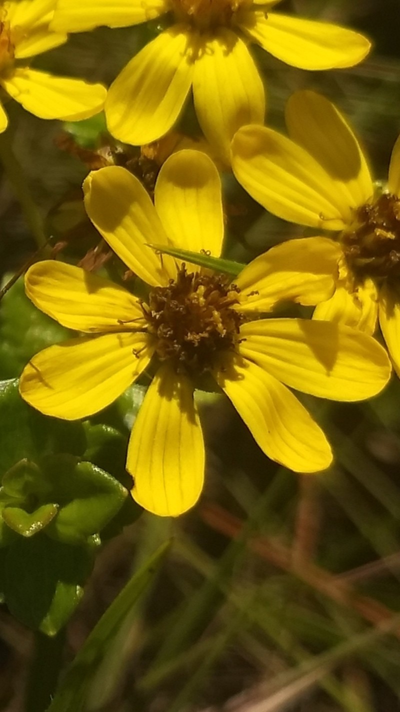 Calea triantha