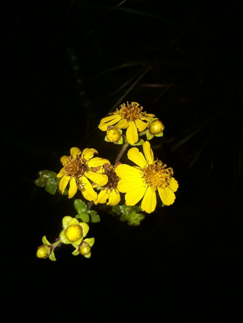 Calea triantha photo 2