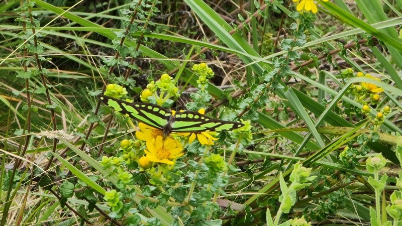 Calea triantha photo 3