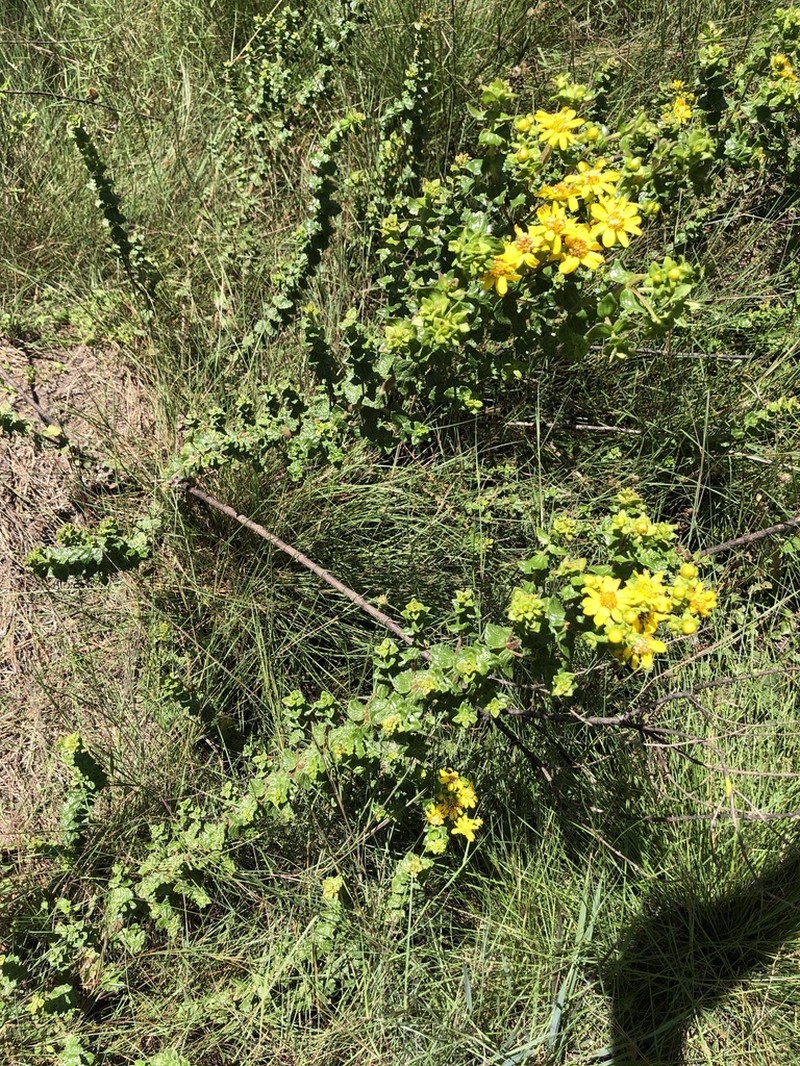 Calea triantha photo 4