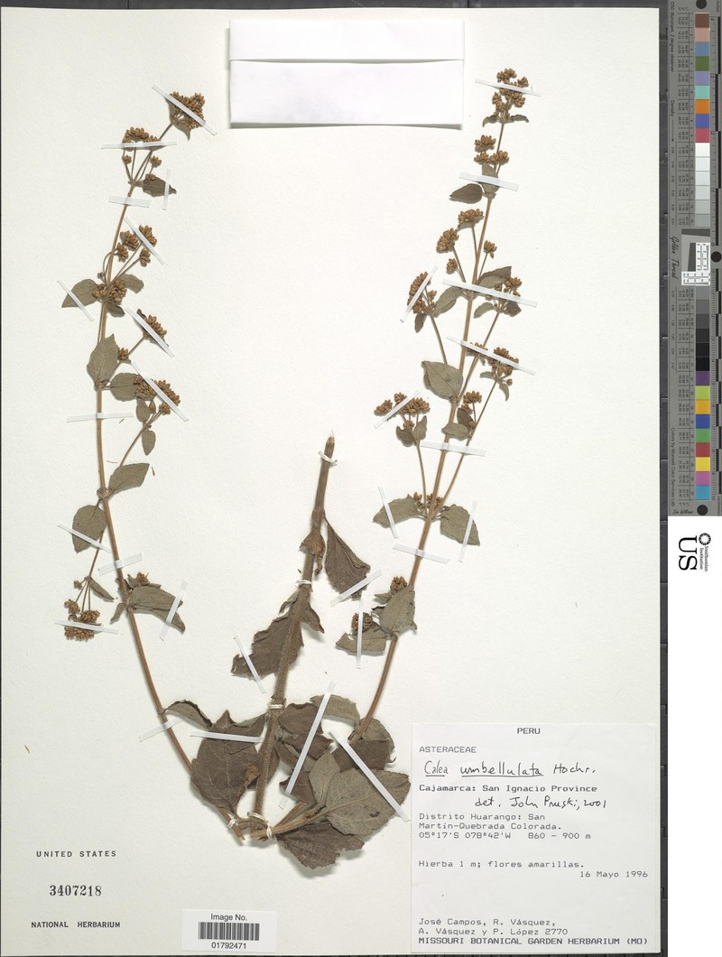 Calea umbellulata