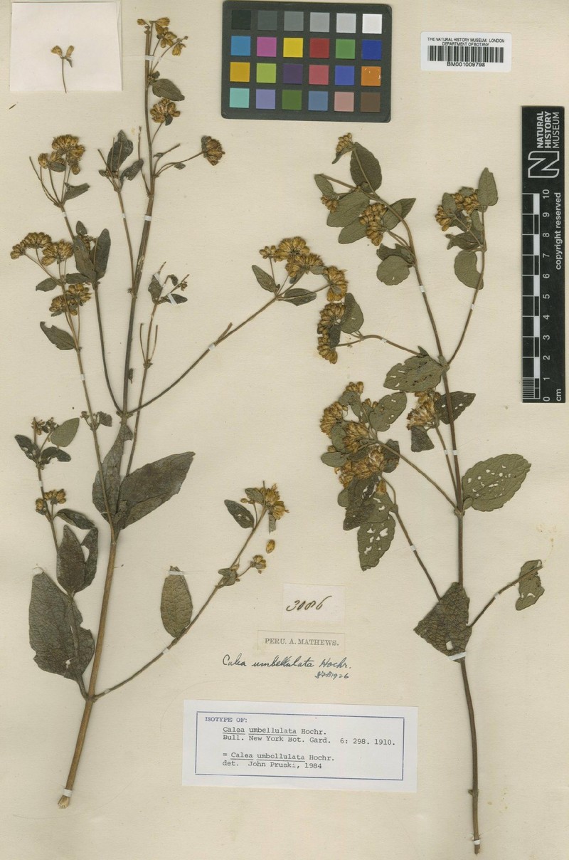 Calea umbellulata photo 2