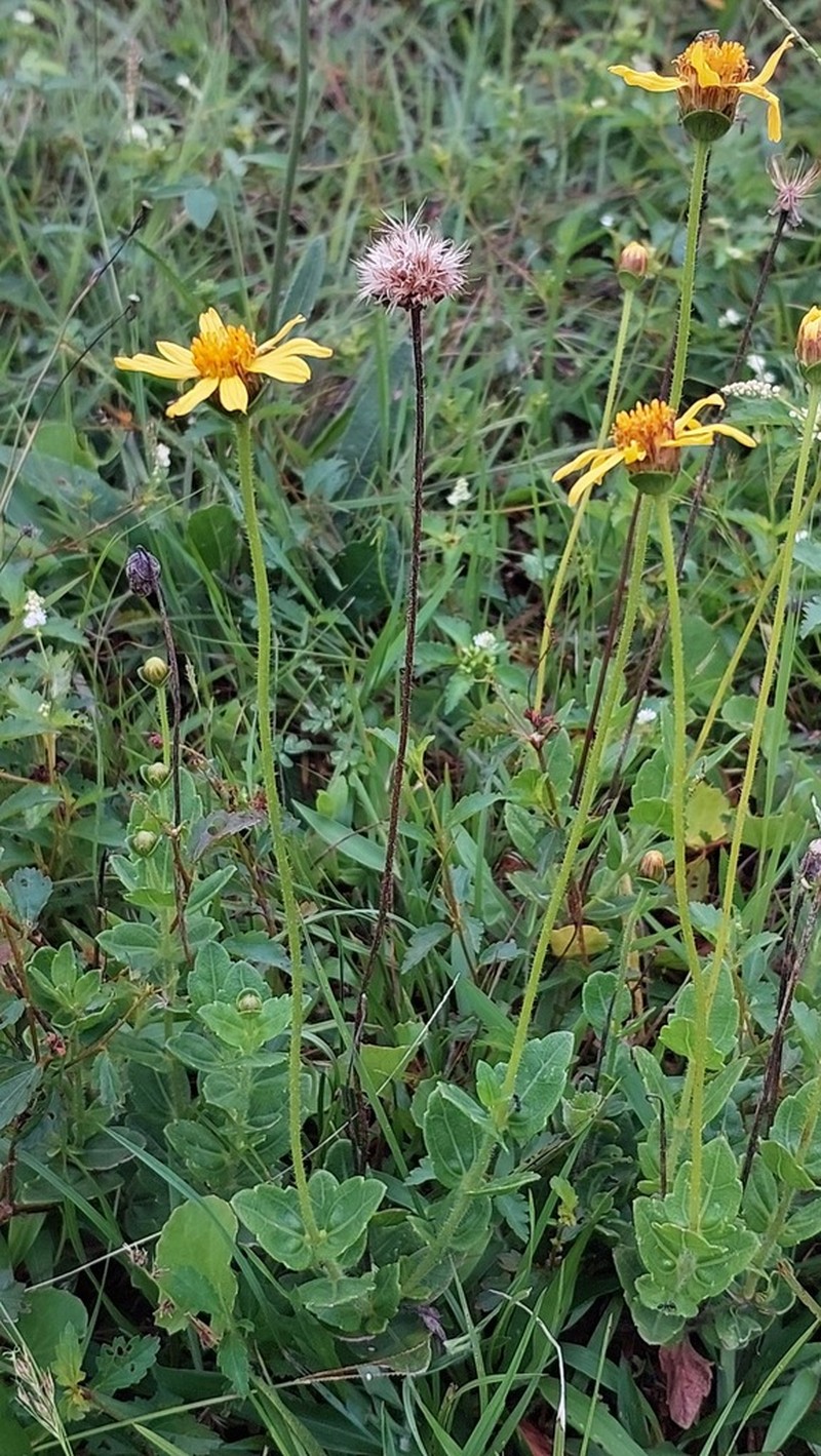 Calea uniflora photo 2