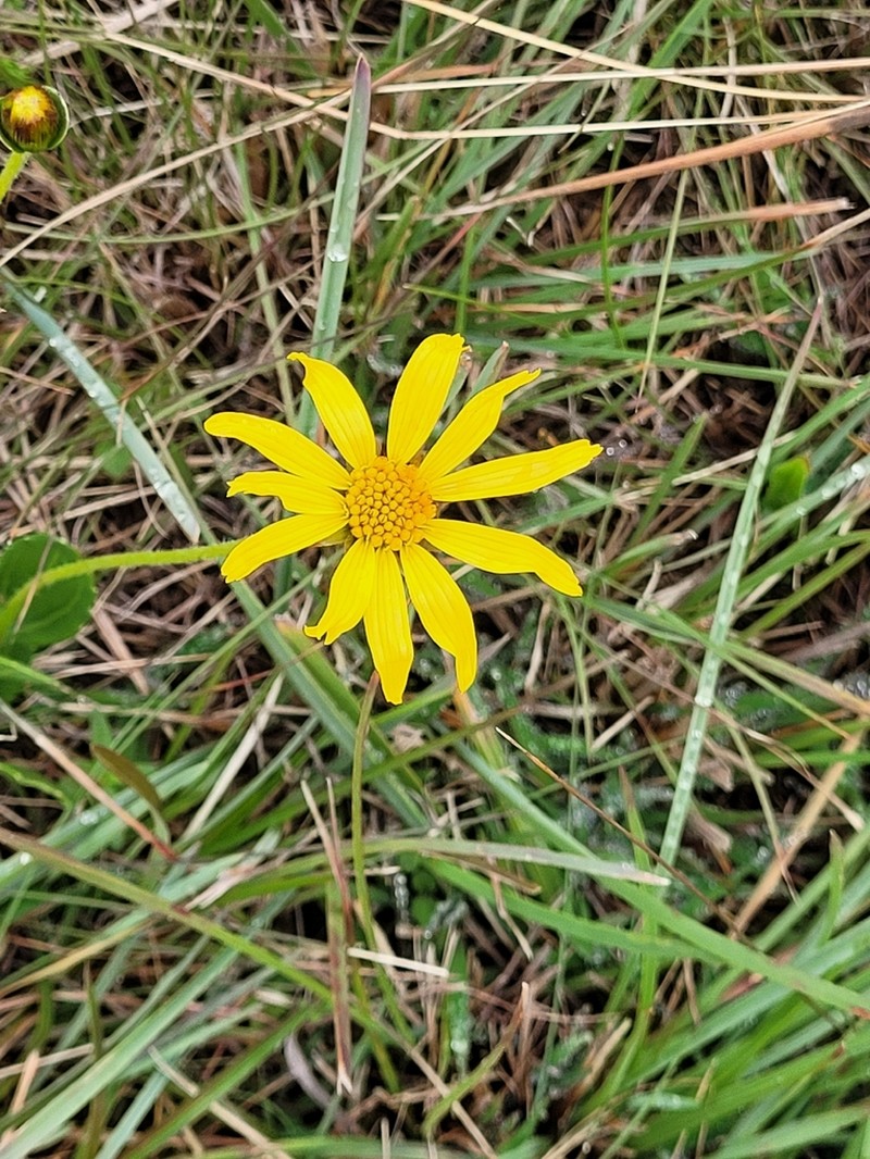 Calea uniflora photo 3